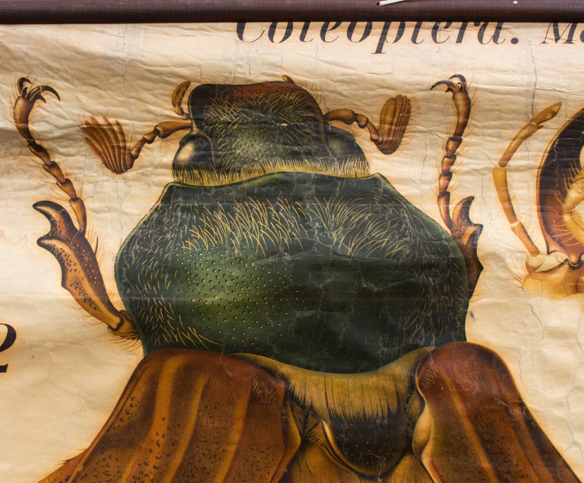 Maikäfer, cockchafer, Paul Pfurtscheller Zoological Wall Chart, 1905 - Josef und Josefine