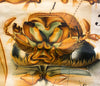 Maikäfer, cockchafer, Paul Pfurtscheller Zoological Wall Chart, 1905 - Josef und Josefine