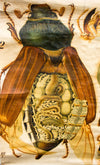 Maikäfer, cockchafer, Paul Pfurtscheller Zoological Wall Chart, 1905 - Josef und Josefine