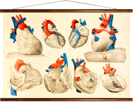 Human heart, reprint on linen - Josef und Josefine