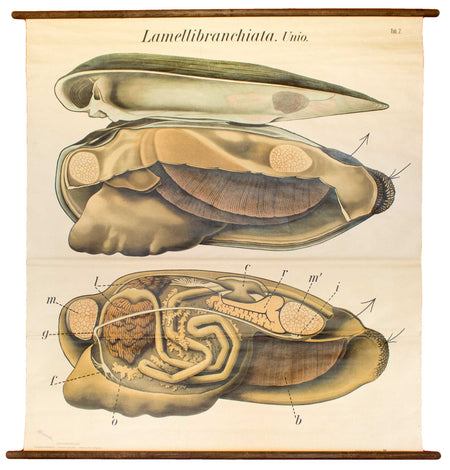 Muschel, Mussel by Paul Pfurtscheller, 1929 - Josef und Josefine