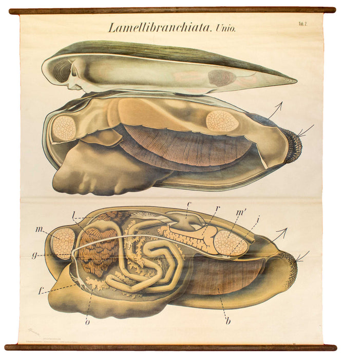 Muschel, Mussel by Paul Pfurtscheller, 1929 - Josef und Josefine