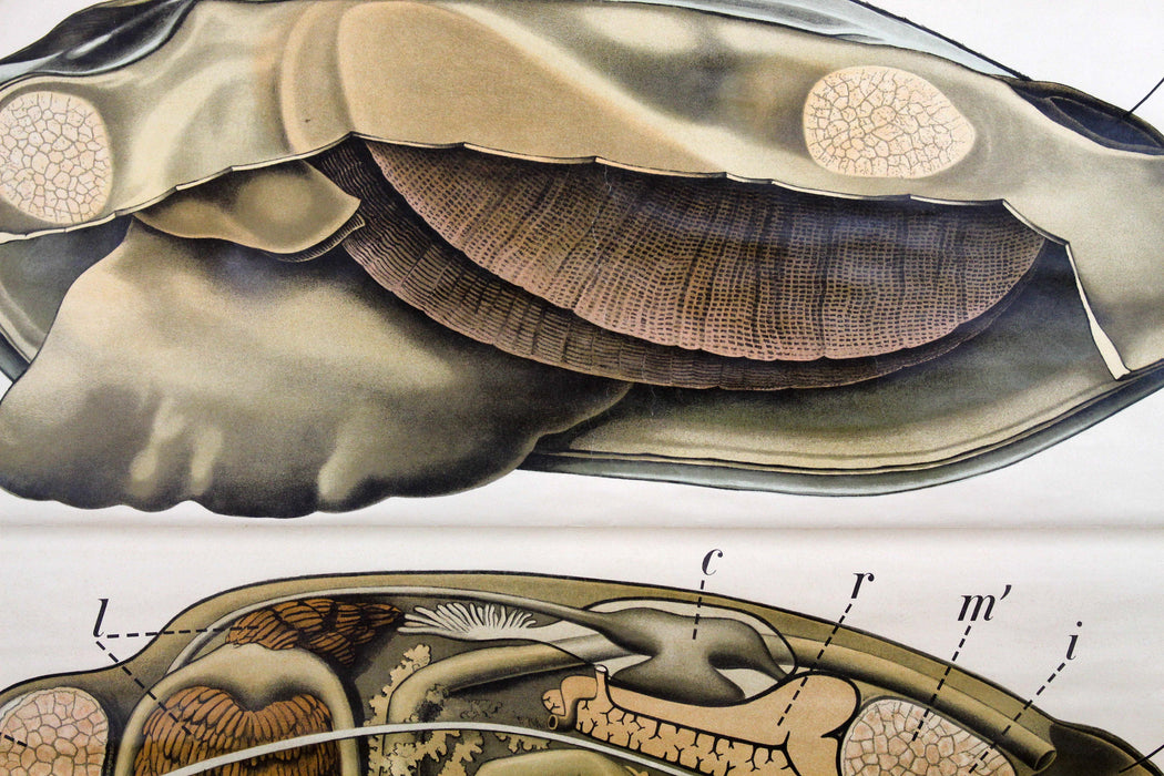 Muschel, Mussel by Paul Pfurtscheller, 1929 - Josef und Josefine