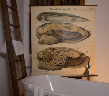 Muschel, Mussel by Paul Pfurtscheller, 1929 - Josef und Josefine