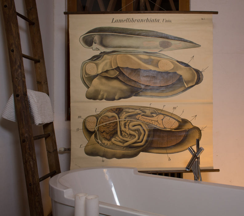 Muschel, Mussel by Paul Pfurtscheller, 1929 - Josef und Josefine