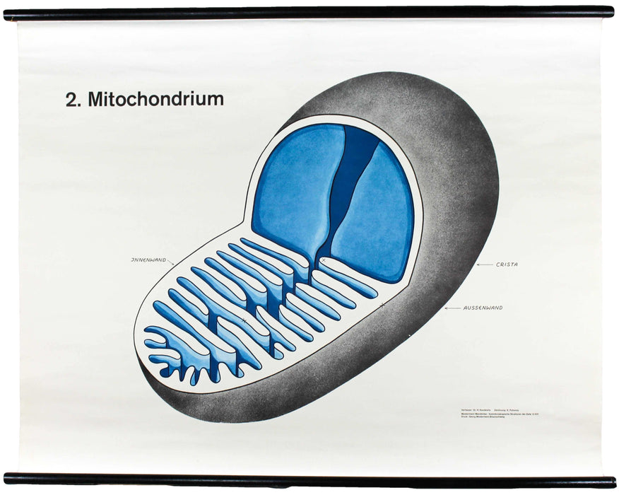 Mitochondrium Wall Chart by Dr. H. Kaudewitz for Westermann, 1968 - Josef und Josefine