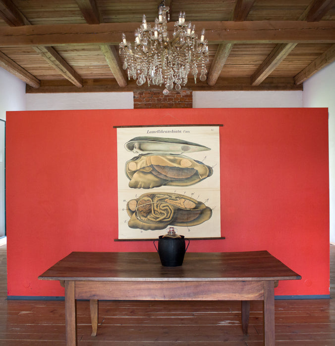 Muschel, Mussel by Paul Pfurtscheller, 1929 - Josef und Josefine