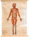 Muscles of the  Human Body, Deutsches Hygiene Institute, 1951 - Josef und Josefine