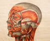 Muscles of the  Human Body, Deutsches Hygiene Institute, 1951 - Josef und Josefine