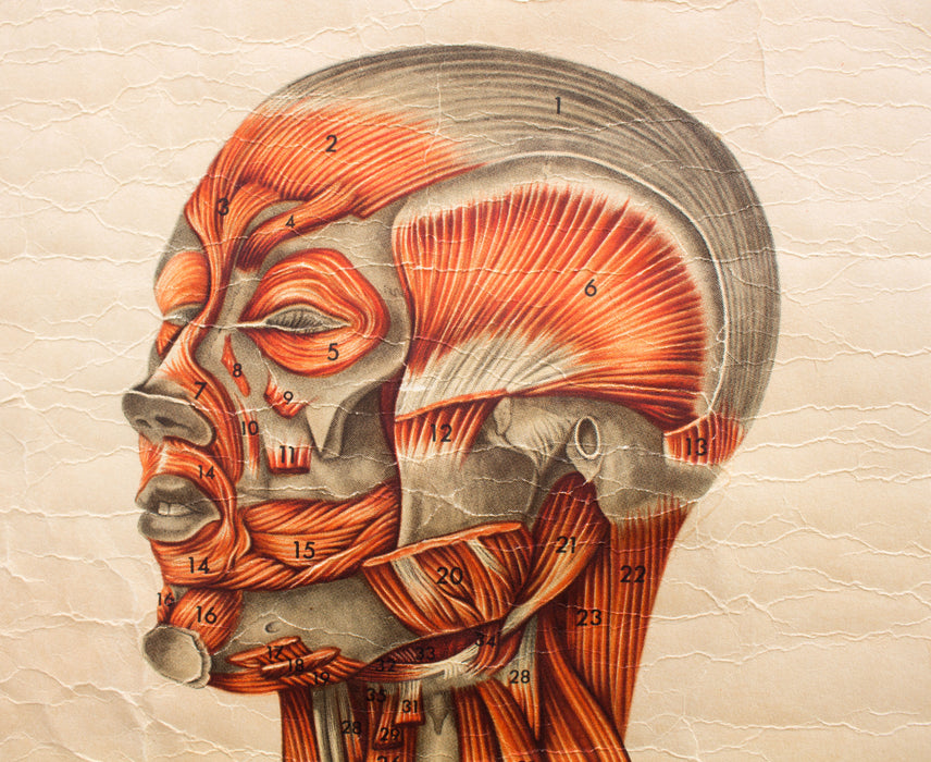 Muscles of the  Human Body, Deutsches Hygiene Institute, 1951 - Josef und Josefine