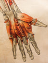 Muscles of the  Human Body, Deutsches Hygiene Institute, 1951 - Josef und Josefine