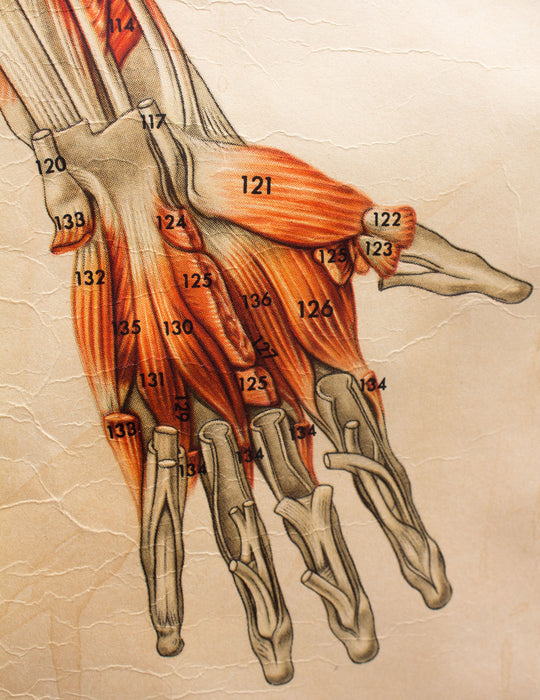Muscles of the  Human Body, Deutsches Hygiene Institute, 1951 - Josef und Josefine