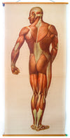 Muscles of the Human Body, Deutsches Hygiene Institute, 1948 - Josef und Josefine