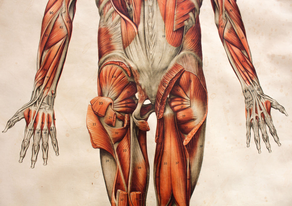 Muscles of the Human Body, Deutsches Hygiene Institute, 1951 - Josef und Josefine
