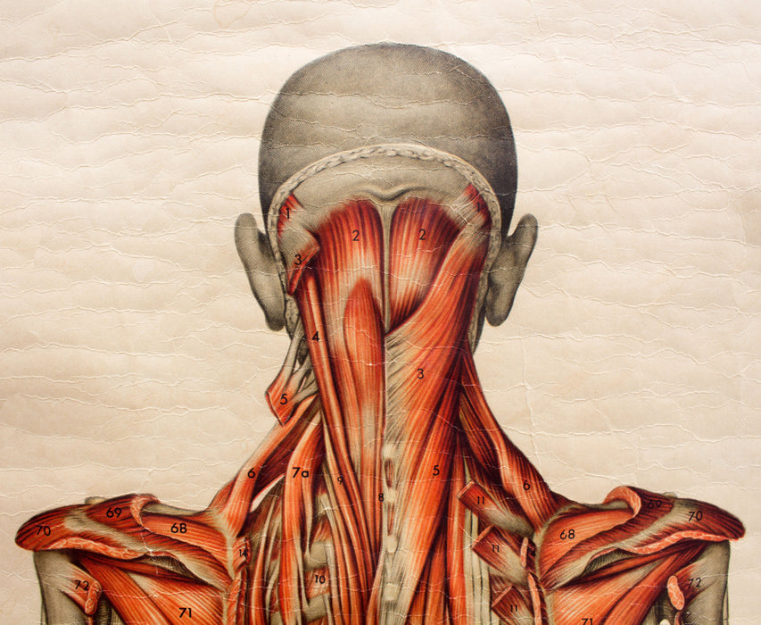 Muscles of the Human Body, Deutsches Hygiene Institute, 1951 - Josef und Josefine