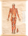 Muscles of the Human Body, Deutsches Hygiene Institute, 1951 - Josef und Josefine