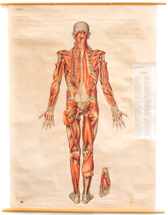 Muscles of the Human Body, Deutsches Hygiene Institute, 1951 - Josef und Josefine