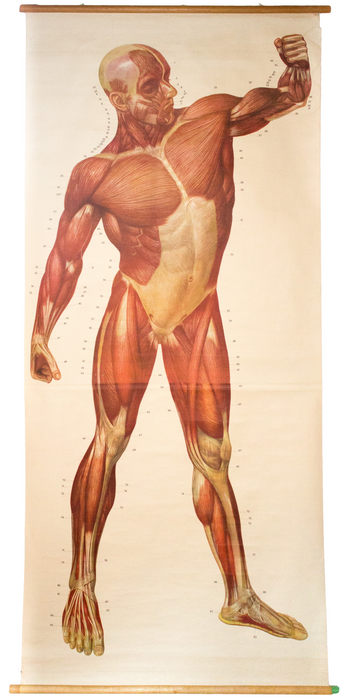 Muscles of the Human Body, Deutsches Hygiene Institute, 1948 - Josef und Josefine