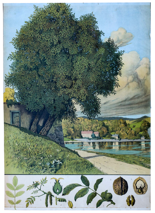 Walnut, Rare Vintage Botanical Wallchart, 1900 - Josef und Josefine