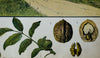 Walnut, Rare Vintage Botanical Wallchart, 1900 - Josef und Josefine