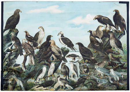 Birds of prey, 1910 - Josef und Josefine