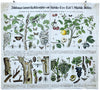 Agriculturally Useful or Harmful Insects, Vintage Wall Chart, 1920 - Josef und Josefine