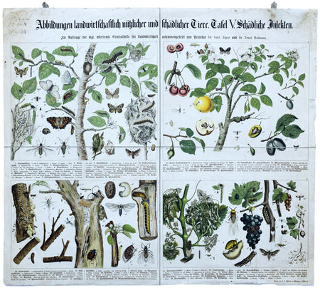 Agriculturally Useful or Harmful Insects, Vintage Wall Chart, 1920 - Josef und Josefine