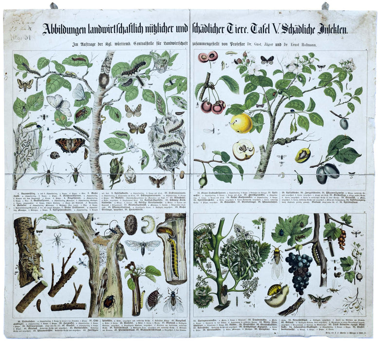 Agriculturally Useful or Harmful Insects, Vintage Wall Chart, 1920 - Josef und Josefine