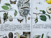 Agriculturally Useful or Harmful Insects, Vintage Wall Chart, 1920 - Josef und Josefine