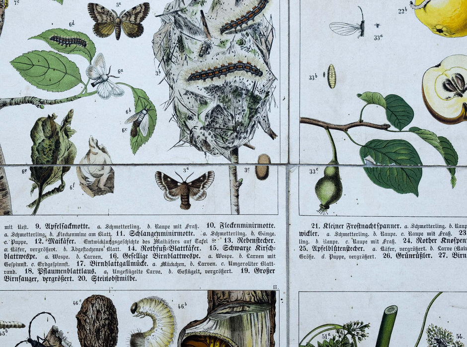 Agriculturally Useful or Harmful Insects, Vintage Wall Chart, 1920 - Josef und Josefine