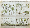 Agriculturally Useful or Harmful Insects, Vintage Wall Chart, 1920 - Josef und Josefine