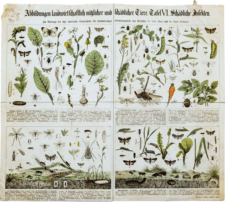 Agriculturally Useful or Harmful Insects, Vintage Wall Chart, 1920 - Josef und Josefine