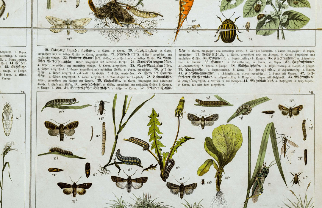 Agriculturally Useful or Harmful Insects, Vintage Wall Chart, 1920 - Josef und Josefine