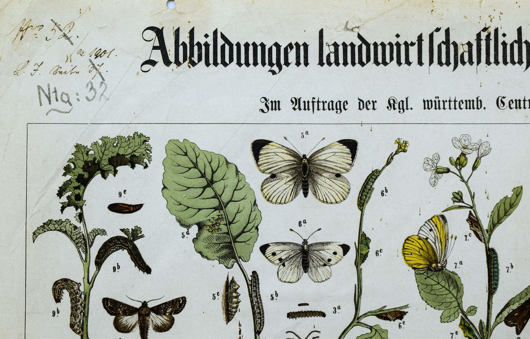 Agriculturally Useful or Harmful Insects, Vintage Wall Chart, 1920 - Josef und Josefine