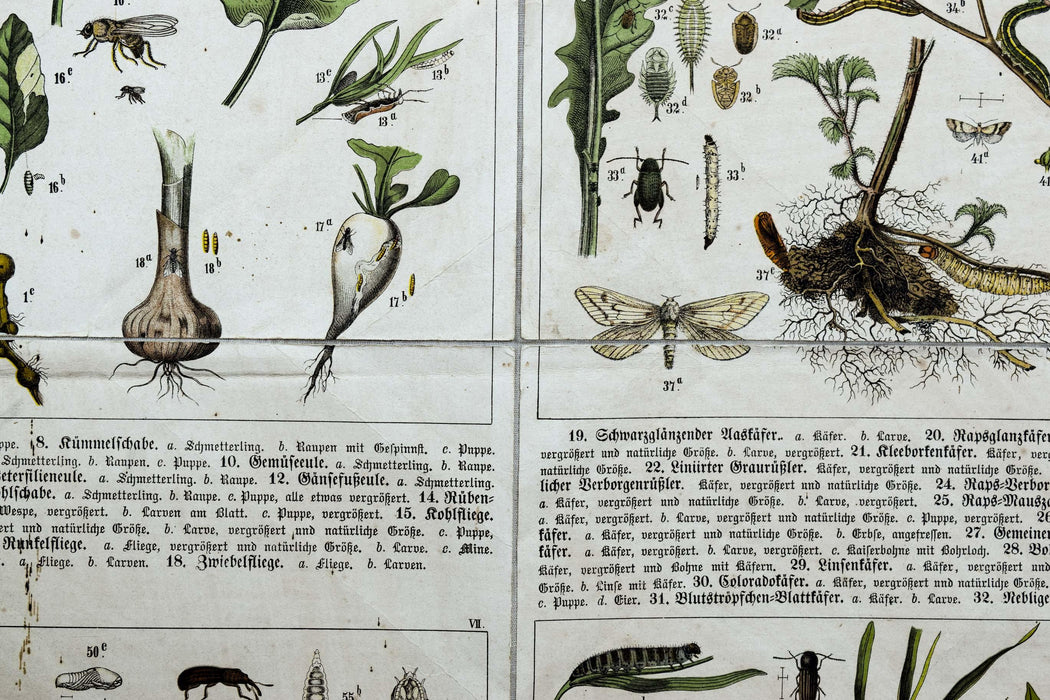 Agriculturally Useful or Harmful Insects, Vintage Wall Chart, 1920 - Josef und Josefine