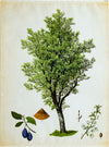 Plum, Rare Vintage Botanical Wallchart, 1906 - Josef und Josefine