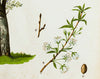 Plum, Rare Vintage Botanical Wallchart, 1906 - Josef und Josefine