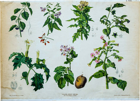 Vintage Botanical Wall Chart by A. Hartinger and G. V. Beck for Gerold & Sohn, 1900 - Josef und Josefine