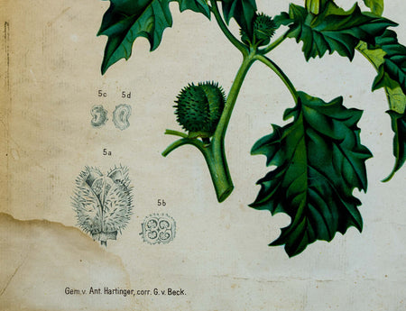 Vintage Botanical Wall Chart by A. Hartinger and G. V. Beck for Gerold & Sohn, 1900 - Josef und Josefine