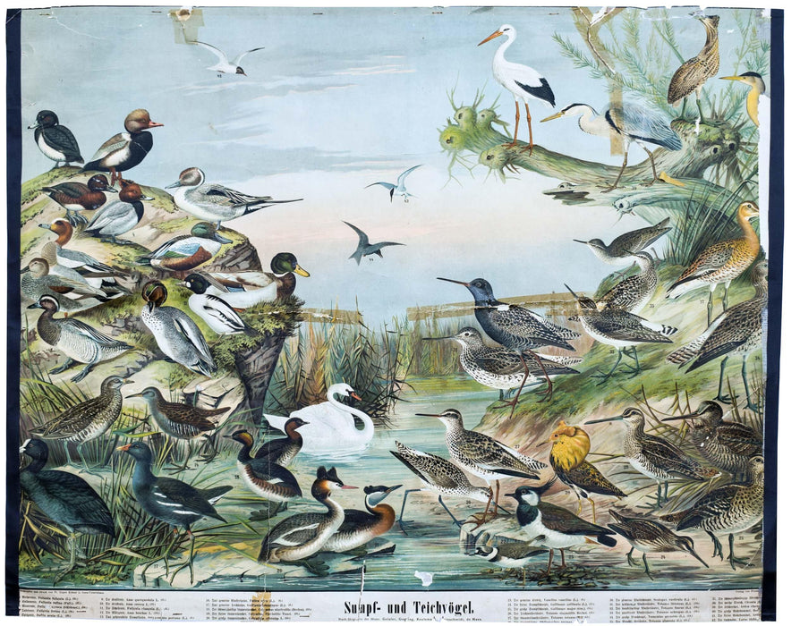 Marsh and Pond Birds, Vintage Bird Wall Chart, 1910 - Josef und Josefine