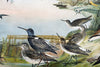 Marsh and Pond Birds, Vintage Bird Wall Chart, 1910 - Josef und Josefine