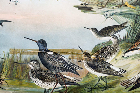 Marsh and Pond Birds, Vintage Bird Wall Chart, 1910 - Josef und Josefine