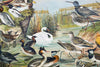 Marsh and Pond Birds, Vintage Bird Wall Chart, 1910 - Josef und Josefine