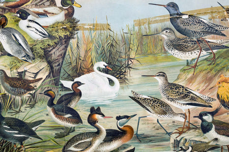 Marsh and Pond Birds, Vintage Bird Wall Chart, 1910 - Josef und Josefine