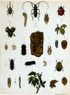 Vintage Zoological Wall Chart, 1912 - Josef und Josefine