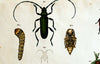 Vintage Zoological Wall Chart, 1912 - Josef und Josefine