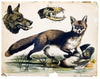 Fox and Wolf, Vintage Wall Chart, 1890 - Josef und Josefine