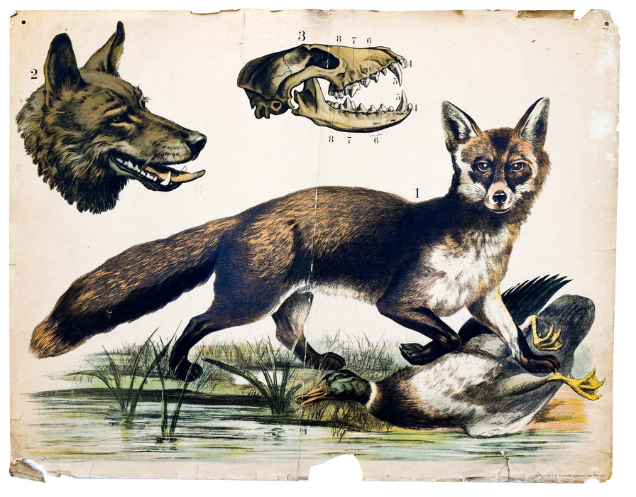 Fox and Wolf, Vintage Wall Chart, 1890 - Josef und Josefine