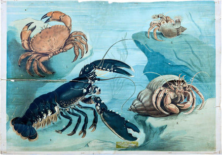 Crustaceans, Vintage Wall Chart, 1920 - Josef und Josefine