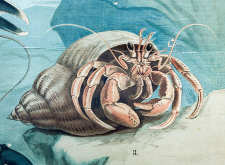 Crustaceans, Vintage Wall Chart, 1920 - Josef und Josefine